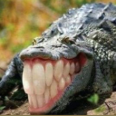 crocodile-i-guess avatar