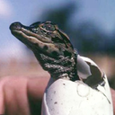 crocodilians avatar