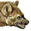 crocuta-spelaea avatar