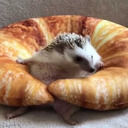 croissanthedgehog-blog avatar