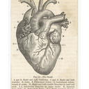 cromosomisbagliati avatar