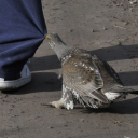 crossbills avatar