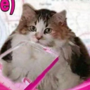 crosserror404 avatar