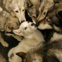 crossofwishes avatar