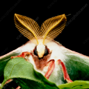 crossroads-creations avatar