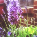 crossroadsthroughtime avatar