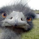 crotchety-old-emu avatar