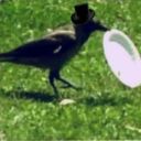 crow-of-ohio avatar