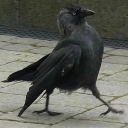 crow-with-a-bow avatar