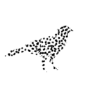 crowcorvid avatar