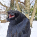 crowdrinkingcoffee avatar