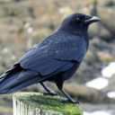 crowkingsblog avatar