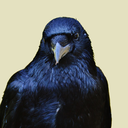 crowleys-little-pet avatar