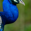 crown-and-peacock-feathers avatar
