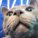 crowned-corvidae avatar