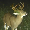 crowned-pigeon avatar