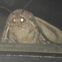 crownedcorvid avatar