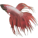 crowntail avatar