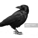 crows-and-co avatar