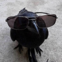 crows-are-so-cool avatar