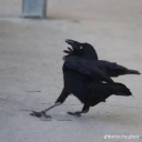 crows-nest-crisis avatar