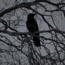 crows-templets avatar