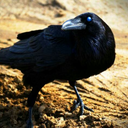 crowsandcrossroads avatar