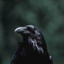 crowsnest-creations avatar