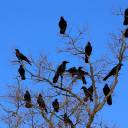 crowsofcollecting avatar