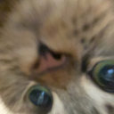 cruelintxntions avatar