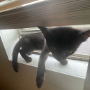 cruise-mccool avatar