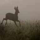 crumbfilledbed avatar