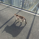 crumpled-thoughts-as-kindling avatar