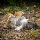 crunchingtiger avatar