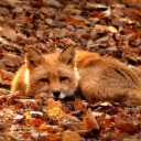 crunchy-autumn-leaves avatar