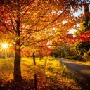 crunchy-leaves avatar