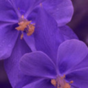 crunchydragon avatar