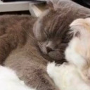 crush-me-please avatar