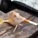 crush-your-soul avatar