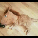 crushedjersey avatar