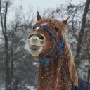 cruzadocreacher avatar