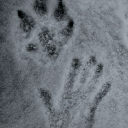 cryingforestlily avatar