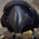 crypticc0rvid avatar