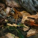 cryptickitkat avatar