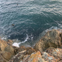 crypticreatures avatar