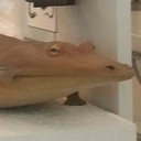 cryptictrashtaker avatar