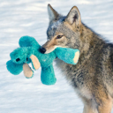 cryptid-coy0te avatar