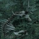 cryptid-crackpot avatar