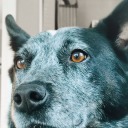 cryptid-duluri avatar