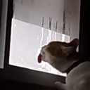 cryptid-maihem avatar